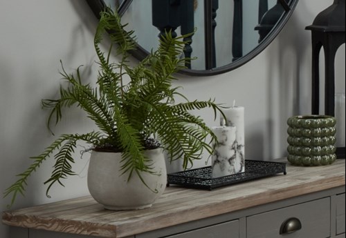 Potted Plants